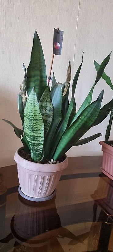 Другие аксессуары для кухни: Ключи для для закрутки консервации советские по 300 сом шт разное все — 22