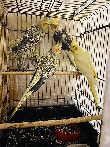 akvarium balaca: Hazır yumurta veren quşlardı Balada var Perlofqa 35 azn Cep 40 azn — 1