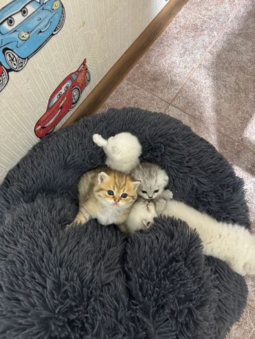 Pişiklər: Britan — 4