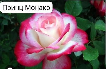 сельдерей кыргызча: Корни роз — 4