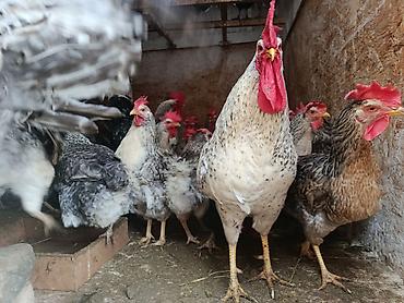 несутся: Продаю | Петух, Куры | Домашняя | Для разведения, Несушки, На забой — 4