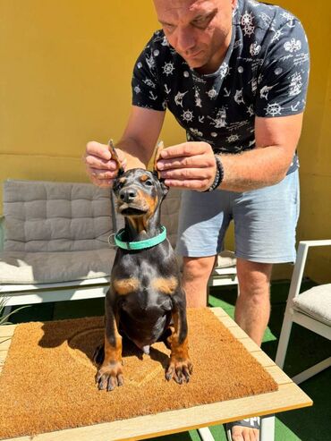 Psi: Doberman stenad. Ostenjeni su 28.06.2025. Spremni su za preuzimanje — 16
