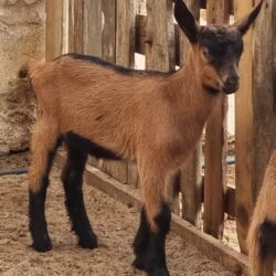 Keçi, çəpiş: Saanen/Anglo-Nubian tipli südlük keçi sürüsü - Fotoşəkillərdə görünən — 9