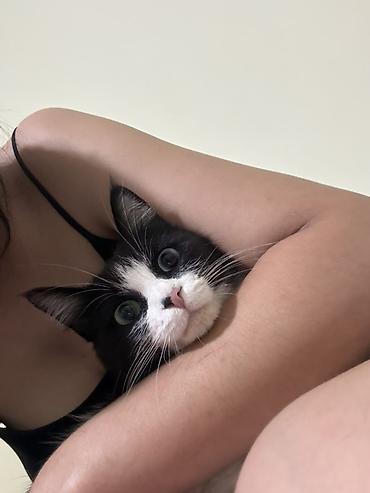 Отдам даром кошку: 1 год, Девочка — 11