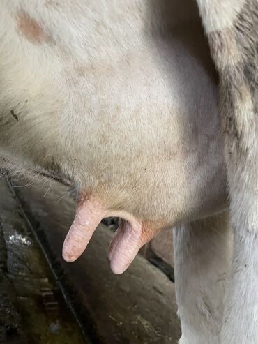 Продаю | Корова (самка) | Алатауская | Для молока | Искусственник