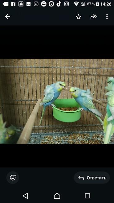 Tutuquşları: Bir ədədi -100-azn 150 azn aq rəydə olanlar qiymət fərqli hazır -da lalafo.az — 22 Tutuquşları: Bir ədədi -100-azn 150 azn aq rəydə olanlar qiymət fərqli hazır — 22