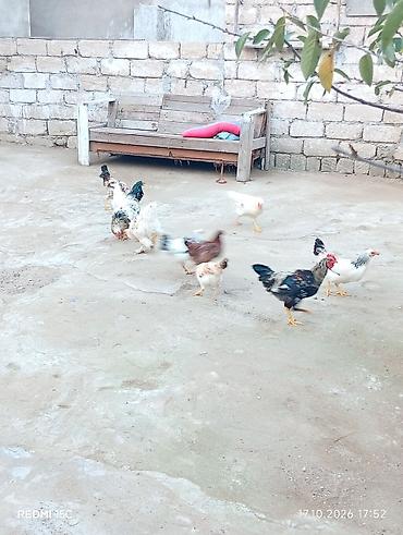 cucelerin satisi: Məişət təsərrüfatı üçün toyuqlar - Şəkillərdə müxtəlif rəngli kənd — 4