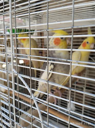 Tutuquşları: Quslar 15-30-45-50 aznNimfa (Cockatiel) və dalğalı tutuquşu – quşlar — 21