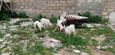Keçi, çəpiş: Erkək, il: 2, Damazlıq, Südlük, Ətlik, Ünvandan götürmə lalafo.az -da Keçi, çəpiş: Erkək, il: 2, Damazlıq, Südlük, Ətlik, Ünvandan götürmə
