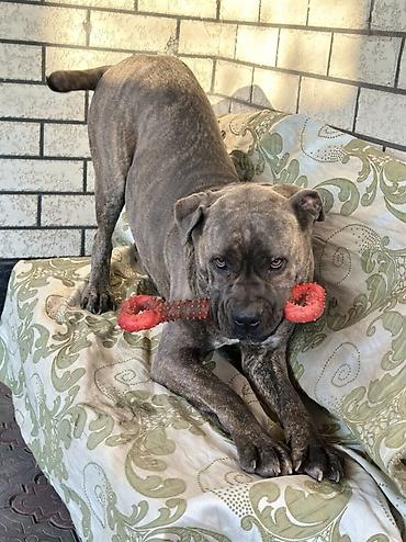 Продажа собак: Продаём девочку Кане Корса. Возраст 1год 8мес. Цена 11000 сом at lalafo.kg — 8 Продажа собак: Продаём девочку Кане Корса. Возраст 1год 8мес. Цена 11000 сом — 8