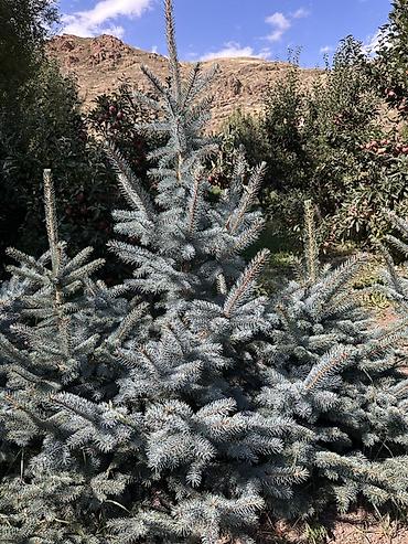 Үй жана бакча: Ель колючая голубая (Picea pungens Glauca) — саженцы для озеленения — 5