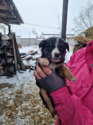 Продажа собак: Малыши ищут дом, и заботливых хозяев кушают сами, кушают все — 8