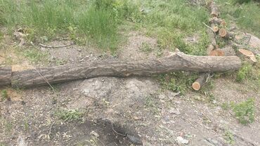 Дрова: Дрова Карагач, Самовывоз — 5