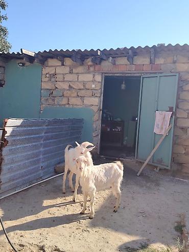 heleb keci: Dişi, Zanen, il: 1, 60 kq, Damazlıq, Pulsuz çatdırılma — 1
