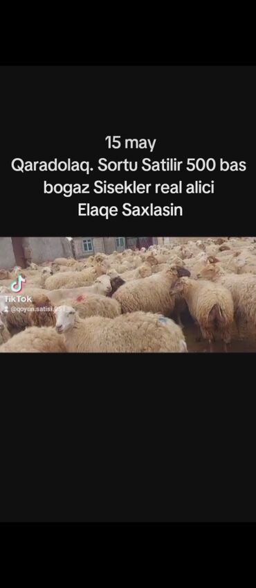 15 May 500 bas Qaradolaq sortu Bogaz Sisekler Satilir Tecili Real