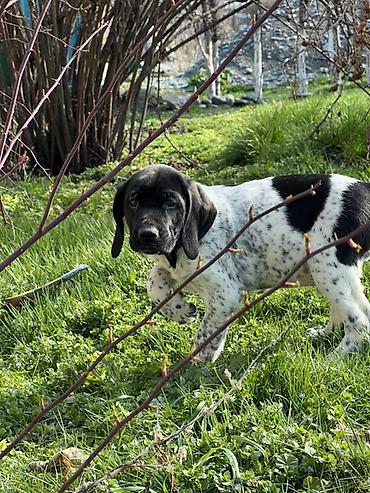 Продажа собак: Продаются щенки курцхаара. Дата рождения: 12 января 2026 г. Порода — 4