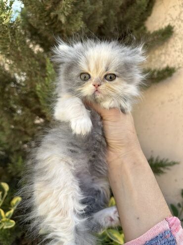 Pişiklər: Fars -da lalafo.az — 2 Pişiklər: Fars — 2