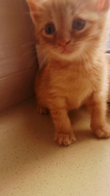 Pişiklər: Şotland, Erkək, Ünvandan götürmə, Ödənişli çatdırılma -da lalafo.az — 12 Pişiklər: Şotland, Erkək, Ünvandan götürmə, Ödənişli çatdırılma — 12