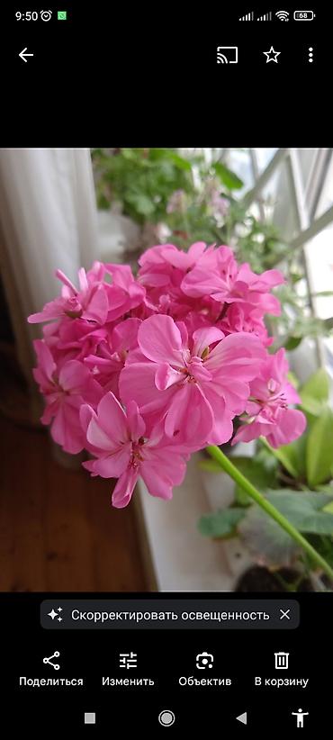 Otaq bitkiləri: Традесканция и др — 26