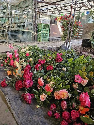 растения цветы: Саженцы сортовых роз:штамбовые, флорибунда, шрабы вьющиеся — 2