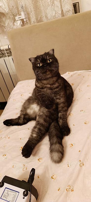 пишик: Британская — 7