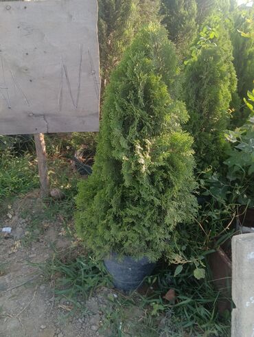 Landşaft işləri: Dekarativ agaclarin satişi çatrlme ekme odenişludir qazon torf — 13