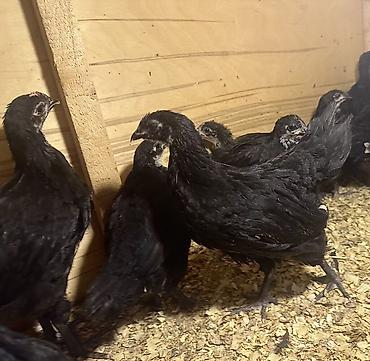 brama cuceler: Toyuq, Australorp, Ətlik — 1