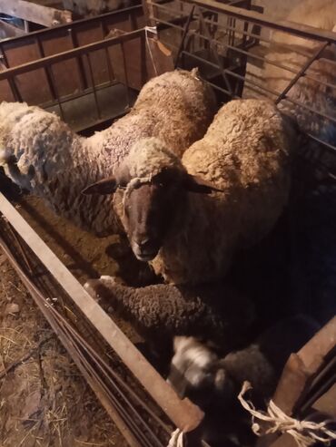 стрижка овец сокулук: Продаю | Баран (самец) | Меринос | Для разведения | Матка