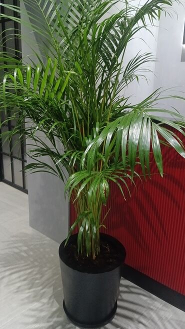 Şitillər: Qazon landşaft #qazon #torf #torf250litrlik Ekolayf #ekolayf balaken — 12