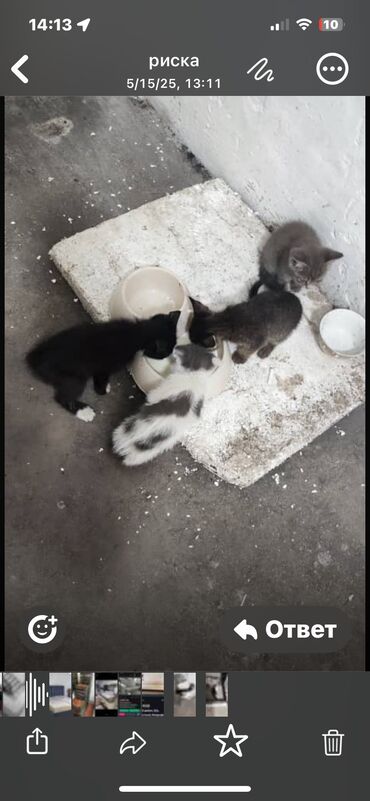 кочкорлор сатылат: Кошка и котята отдам бесплатно