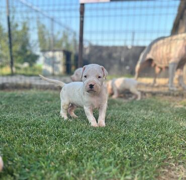 psi haski: Dogo Argentino štenci Na prodaju štenci Dogo Argentino vrhunskog