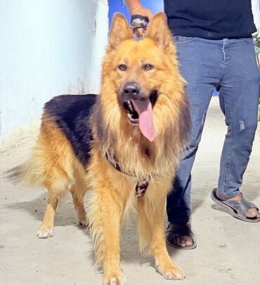 Dekorativ divar panelləri: Erkeydi 2 yaşı var