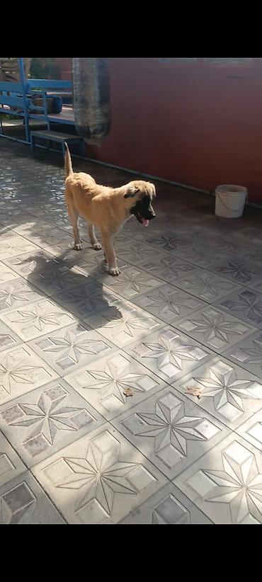 golden retriever satisi: 1 aylıq kanqal balasıdı — 2