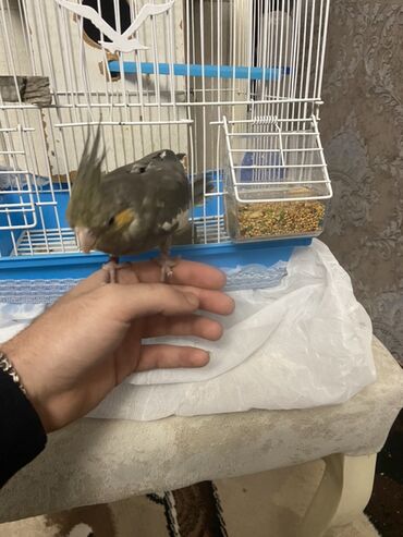 Amadinlər: Növ: karella (papuqayı) – boz rəng çalarları, yanaqlarda narıncı — 2