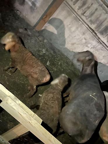 Баран, овца: Продаю | Овца (самка) | Арашан, Гиссарская | Для разведения | Матка, Ягнившаяся — 9