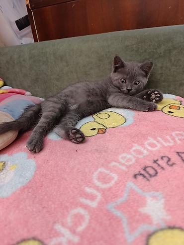 Животные: Британская короткошёрстная, 3 месяца, Девочка, Голубой — 5