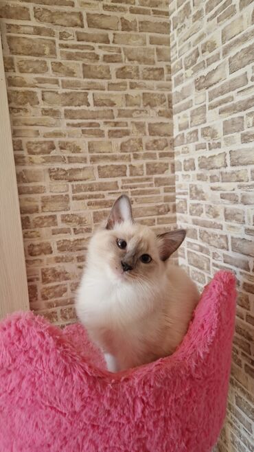 Pişiklər: Dişi, Pulsuz çatdırılma — 8