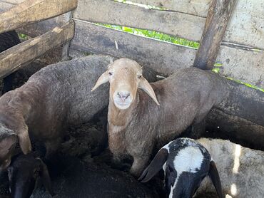 рамановские овцы: Продаю | Ягненок, Баран (самец)