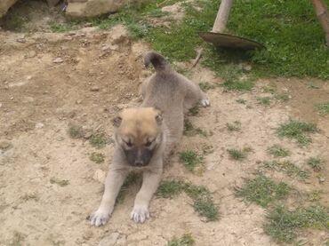 kanqal iti: Kanqal, 1 ay, Erkek