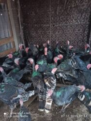 купить домашних курей: Сатылат келишим бааа