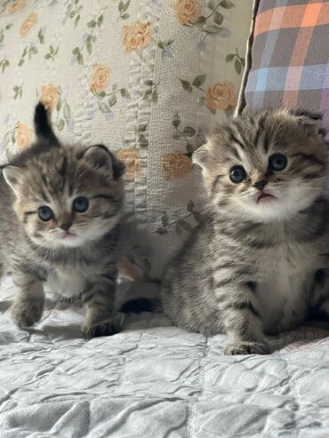 сколько стоит кошка шиншилла: Скотиш Фолд (Шотландиялык шалпаң кулак), 1 айлык, Эркек