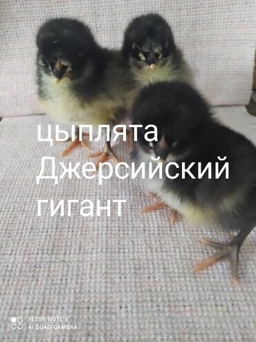 милые животные: Продаю | Цыплята | Для разведения