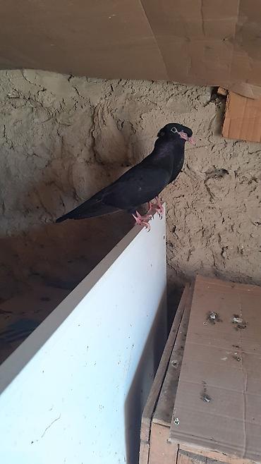 Heyvanlar: Bir cut rasiya sortu qara kekilli aq dimdik balalar satilir.qiymeti 30 — 2