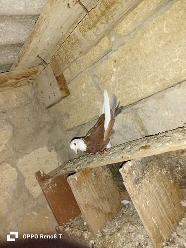 Göyərçinlər: Quslarin heresin öz qiymeti var uçan quslardi optum isdiyen olsa 1i — 7