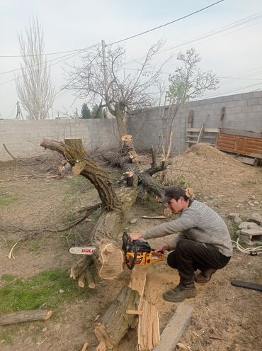 Другие услуги: Услуги арбориста обследование дерева и экспертная оценка его — 9