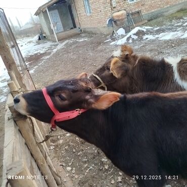 Коровы, быки: Продаю | Музоо, торпок | На откорм | Привязанные — 4