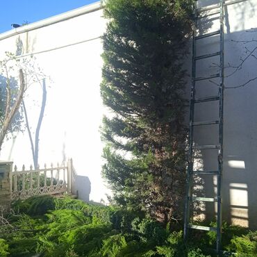 Bağbanlar: Profesional bağban xidməti ağac və kolların əkilməsi budanması -da lalafo.az — 22 Bağbanlar: Profesional bağban xidməti ağac və kolların əkilməsi budanması — 22