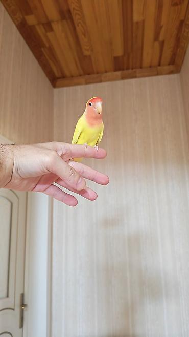 quslar: Məhsul: Sevimli papuqay – Agapornis (Lovebird) növü, sarı gövdə və — 4