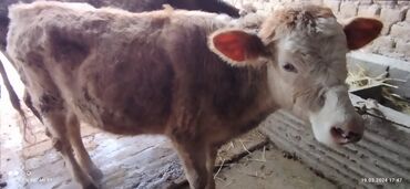 айрширская порода коров цена: Продаю | Тёлка | Симментальская | На откорм, Для разведения, Для молока | Не стельные, Отела не было, Искусственник