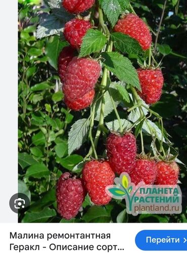 malina kg продажа малины оптом в бишкеке новопокровка фото: Семена и саженцы Малины
